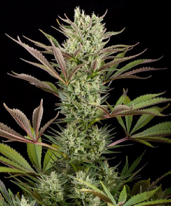 Deep Cheese Cannabis Seeds