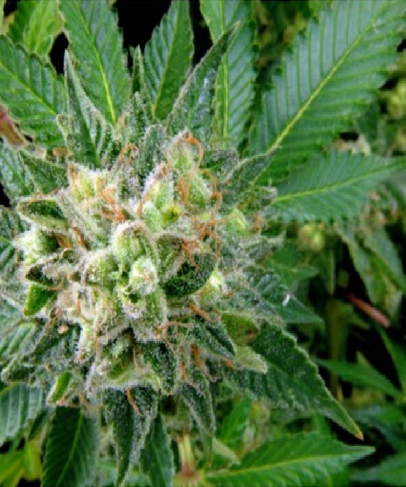 Diesel Cannabis Seeds