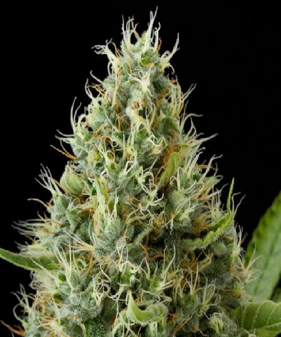 Dinamex Cannabis Seeds