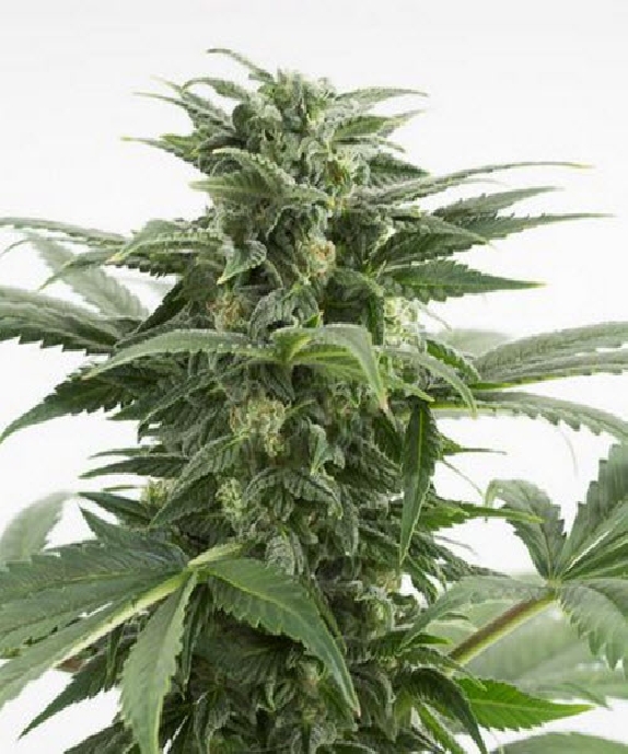 Haze XXL Auto Cannabis Seeds