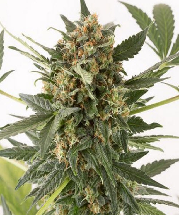 Kush N Cheese Auto Cannabis Seeds