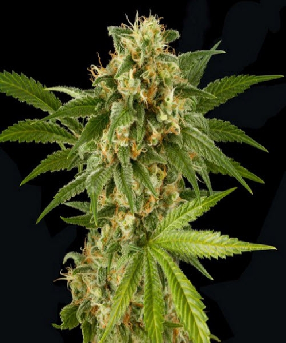 Kush N Cheese Cannabis Seeds