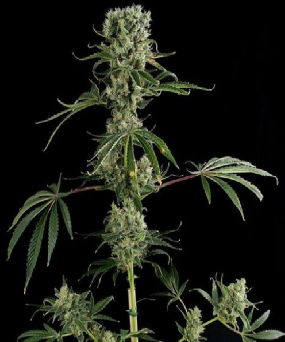 Moby Dick #2 Cannabis Seeds