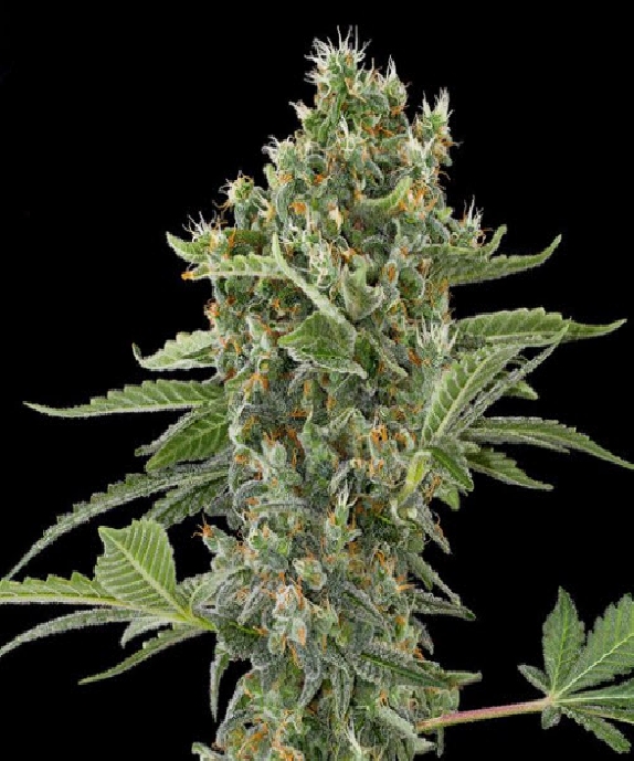 Moby Dick Automatic Cannabis Seeds
