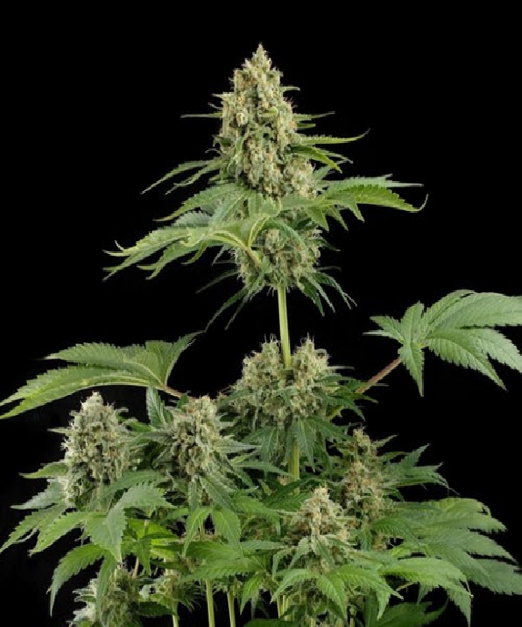 Moby Dick Cannabis Seeds