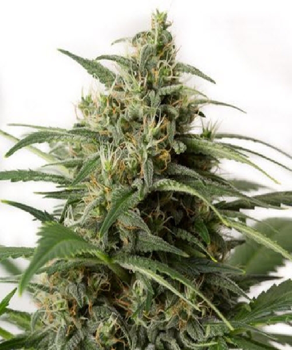 Moby Dick XXL Auto Cannabis Seeds