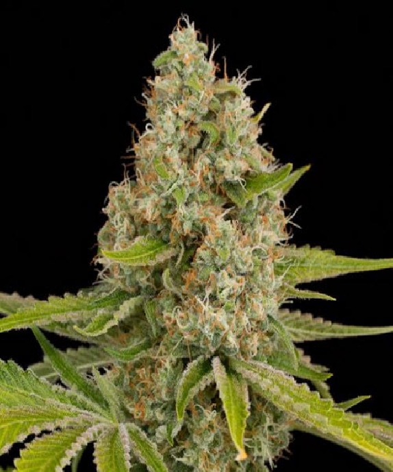 OG Kush Cannabis Seeds