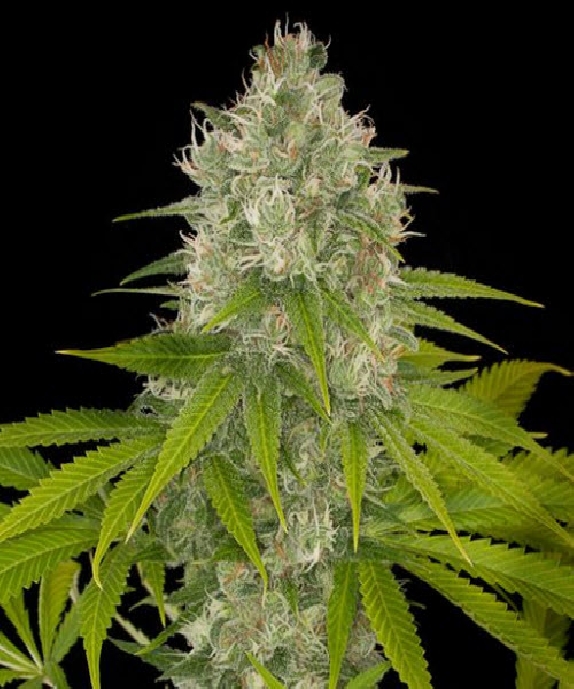 Power Kush Cannabis Seeds