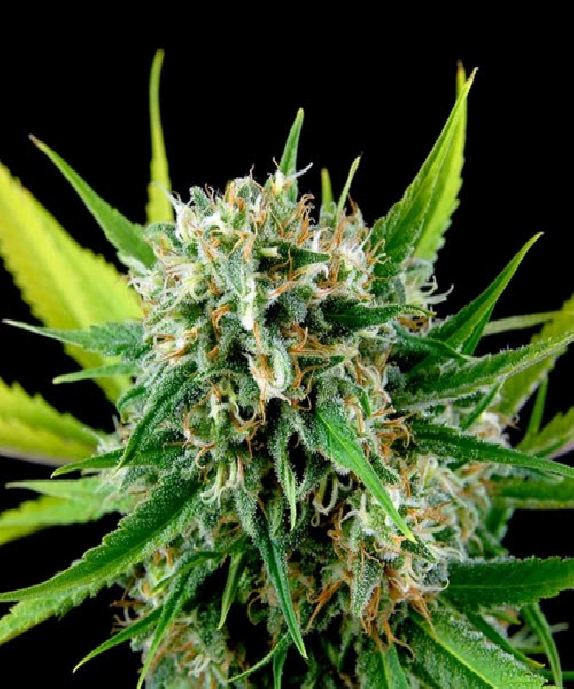 Royale Haze Cannabis Seeds