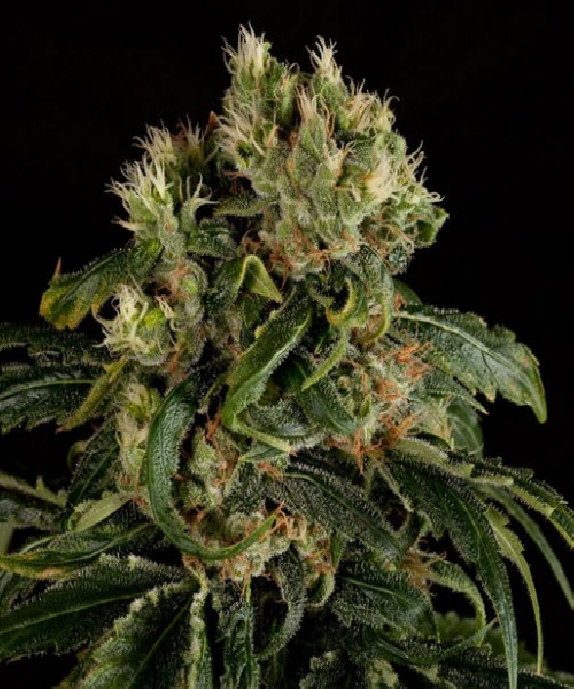 Santa Sativa Cannabis Seeds