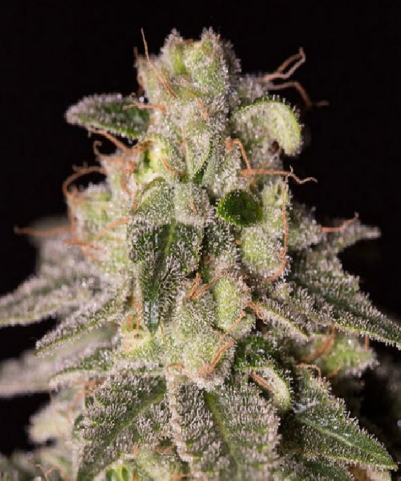 Shark Shock CBD Cannabis Seeds