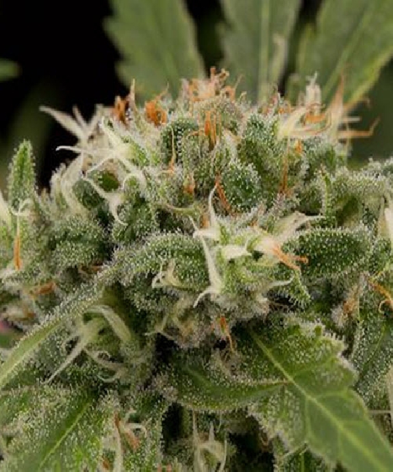Strawberry Amnesia Cannabis Seeds