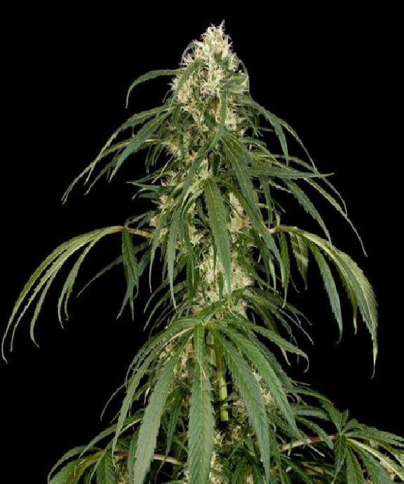 Super Silver Cannabis Seeds