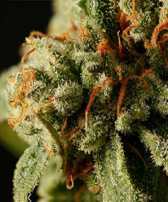 Sweet Deep Grapefruit Cannabis Seeds