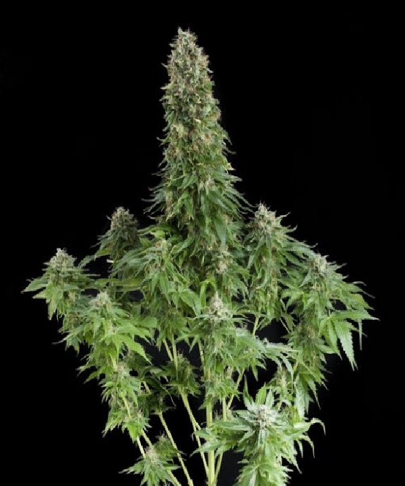White Siberian Cannabis Seeds