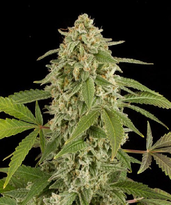 White Widow Automatic Cannabis Seeds