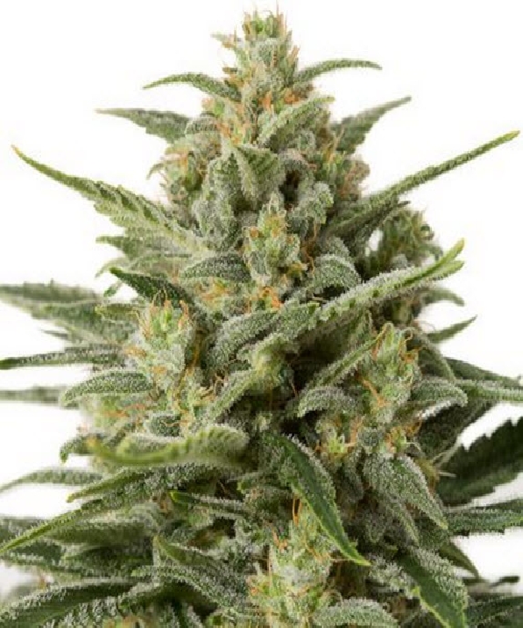 White Widow XXL Auto Cannabis Seeds