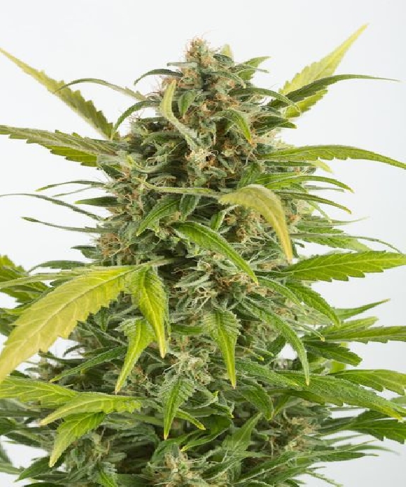 Haze Autoflowering CBD Cannabis Seeds