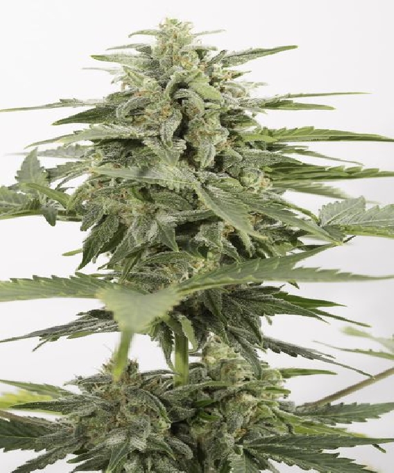 Industrial Plant Auto CBD Cannabis Seeds