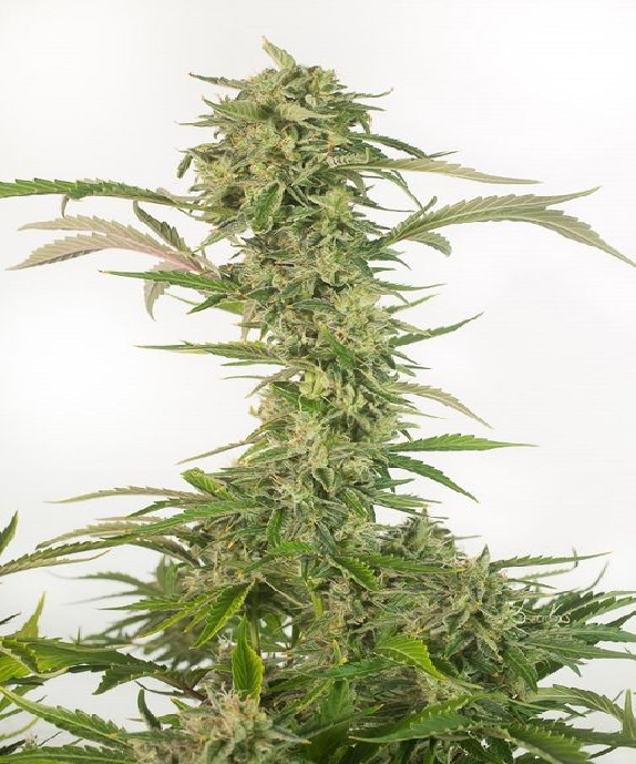 OG Kush CBD Auto Cannabis Seeds