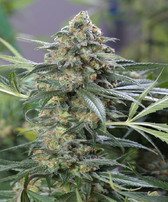 OG Kush CBD Cannabis Seeds