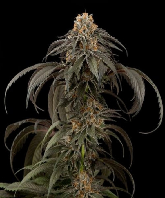 Purple Afghan Kush Cannabis Seeds