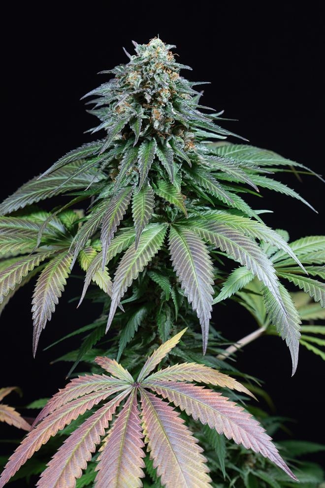 Purple Moby Dick Cannabis Seeds