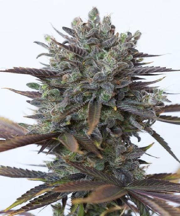 Purple Orange CBD Cannabis Seeds