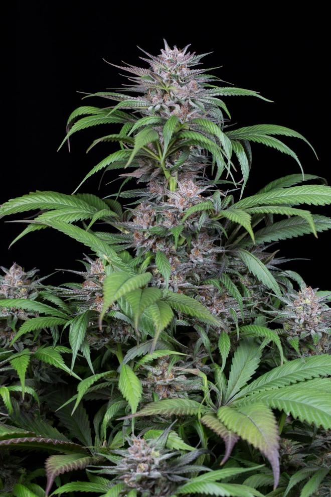 Quick Kush Cannabis Seeds