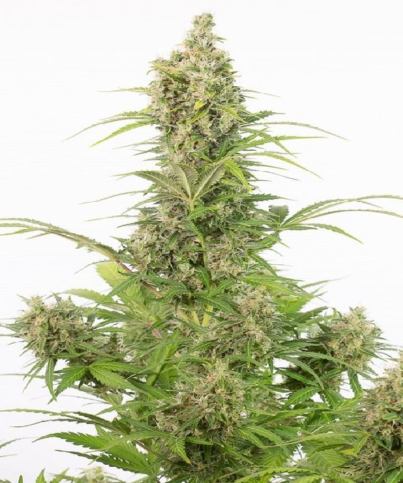 White Widow CBD Auto Cannabis Seeds