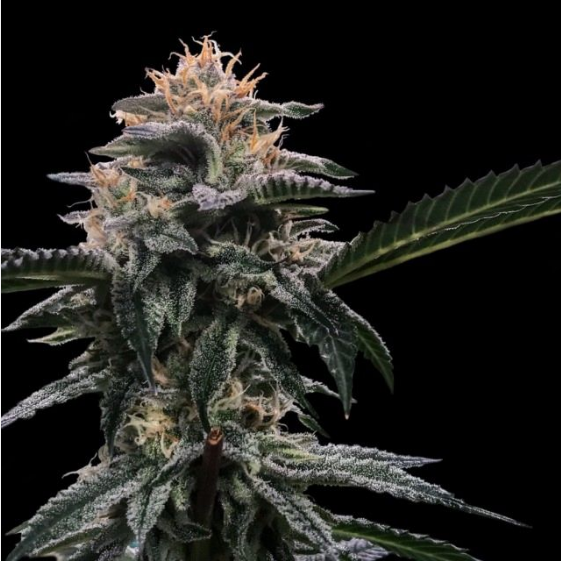 Banana Sorbet Cannabis Seeds