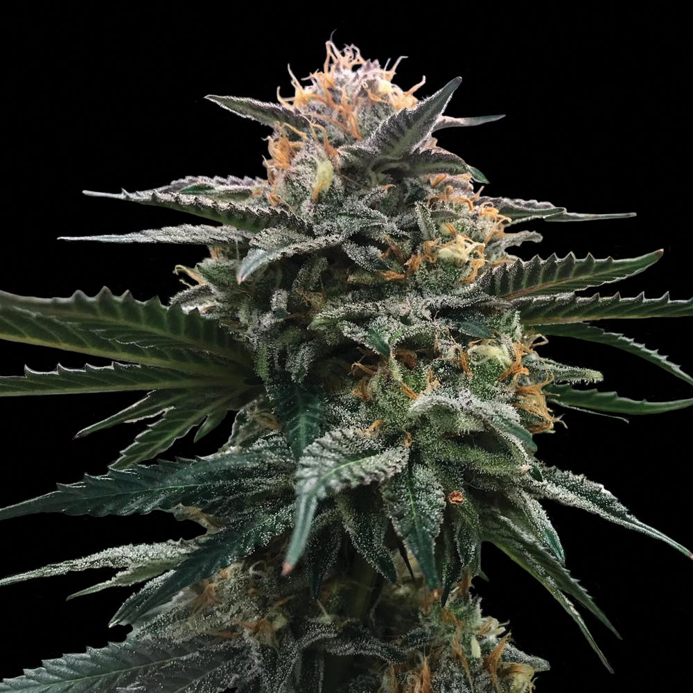 Blood Orange Sorbet Cannabis Seeds