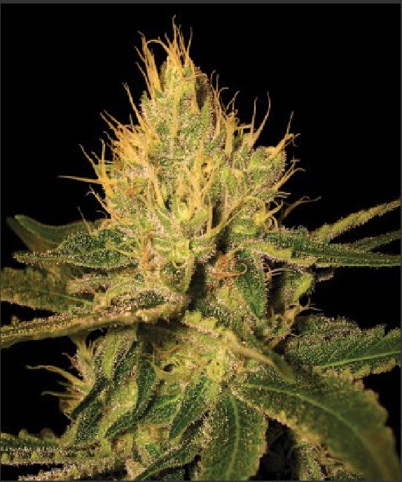 Cannalope Haze Cannabis Seeds