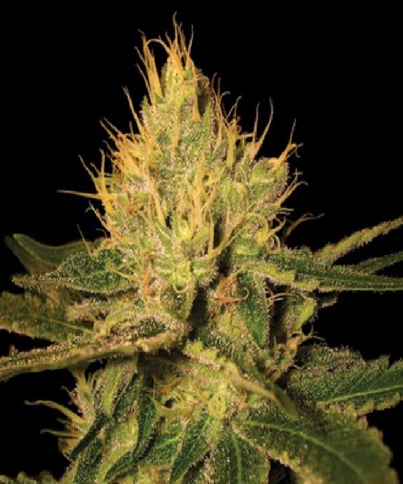 Cannalope Haze Cannabis Seeds