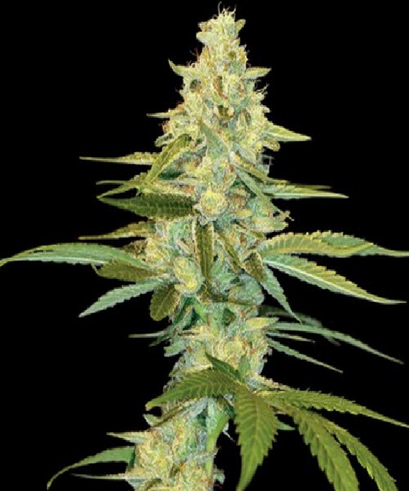 Cannalope Kush Cannabis Seeds