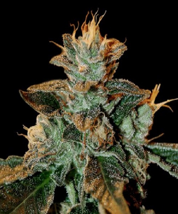 Cataract Kush Cannabis Seeds