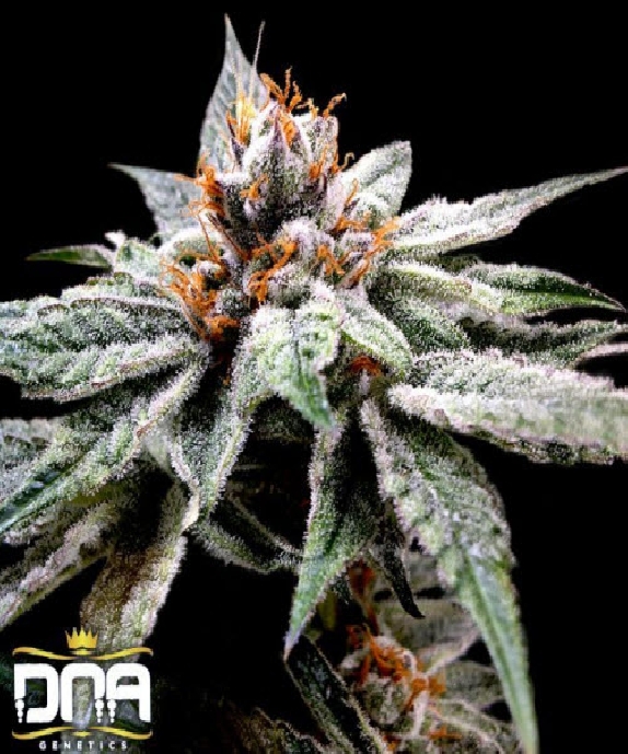 DJs Gold Cannabis Seeds