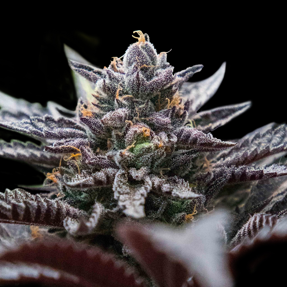Double Stuffed Sorbet Cannabis Seeds