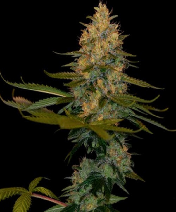 Exodus Kush Cannabis Seeds