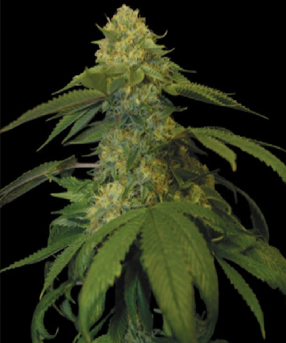 Holy Grail Kush Cannabis Seeds