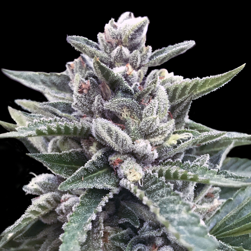 Kosher Sorbet Cannabis Seeds