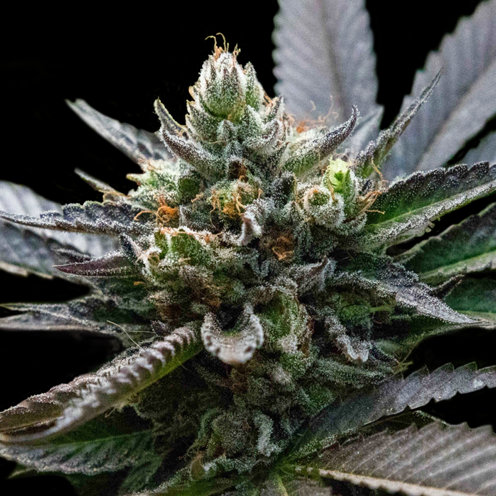 L.A. Sorbet Cannabis Seeds