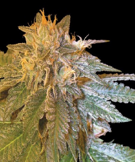 LA Confidential Cannabis Seeds