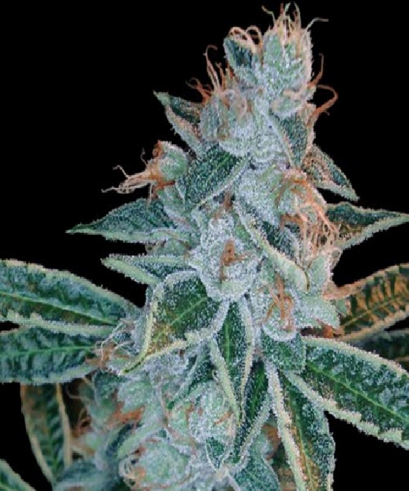 Lemon OG Kush Cannabis Seeds