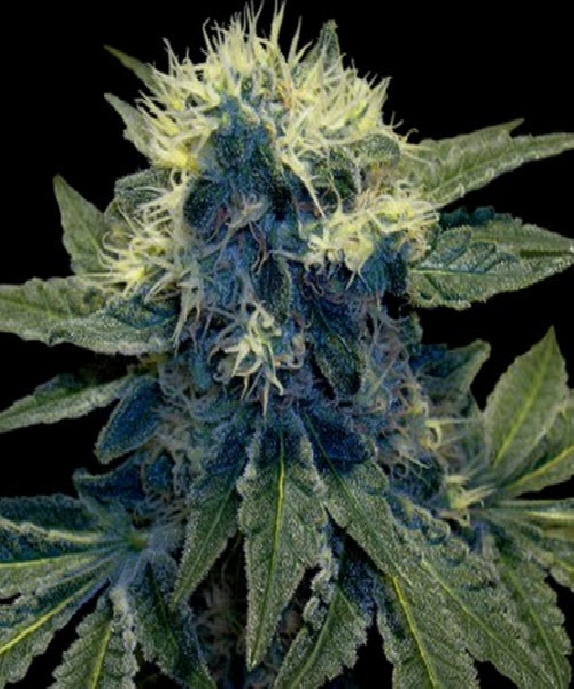 Sharksbreath Cannabis Seeds