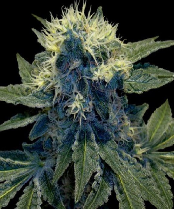 Sharksbreath Cannabis Seeds