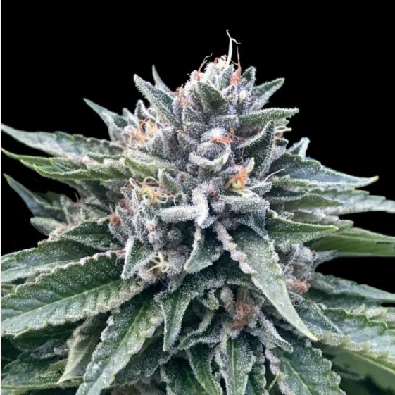 Sorbet #4 Cannabis Seeds