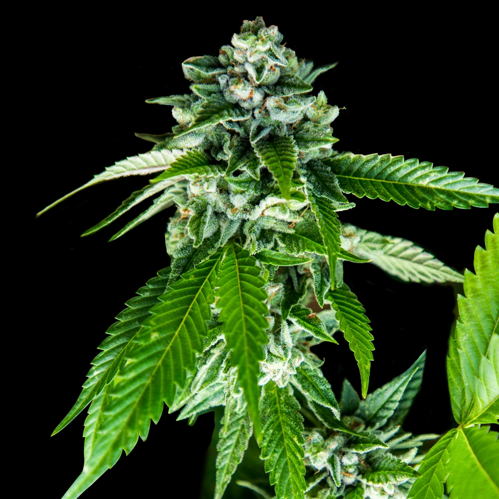 Sorbet Dreams Cannabis Seeds