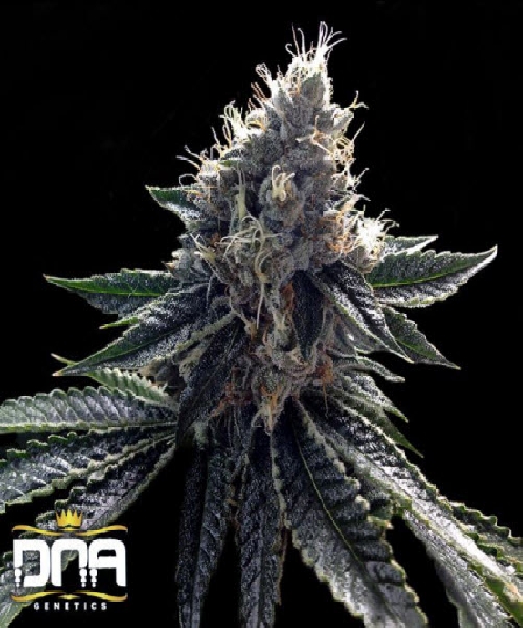 Sour Kosher Cannabis Seeds