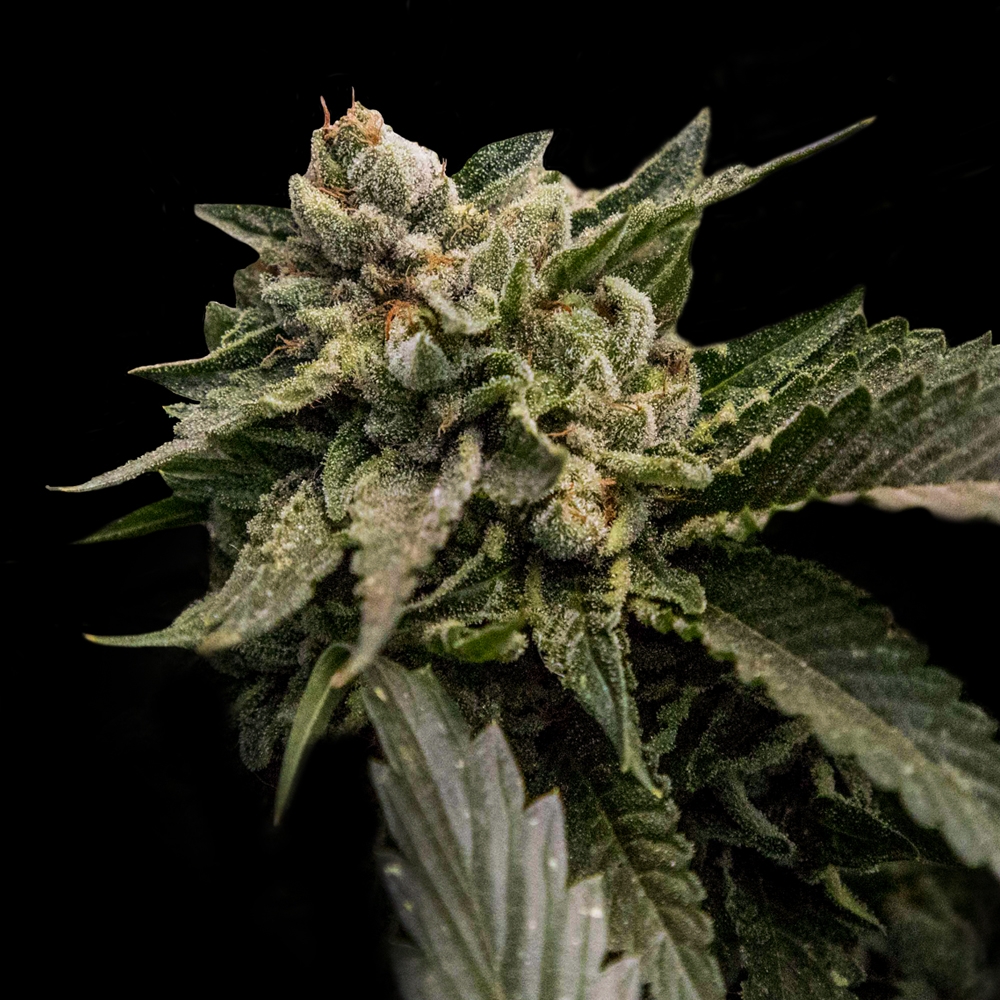 Strawberry Sorbet Cannabis Seeds